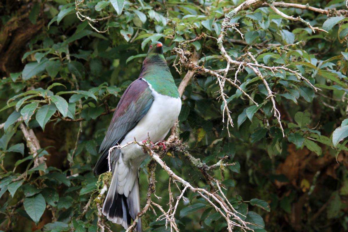 New Zealand Pigeon (Hemiphaga novaeseelandiae)